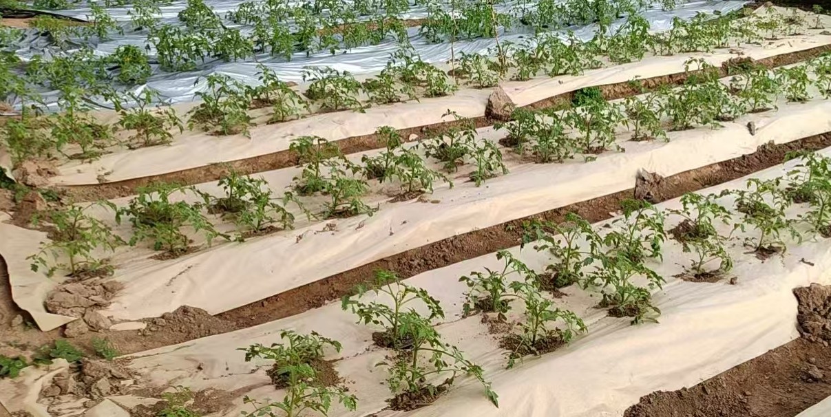 生物基润滑剂产品,透明液体装在专用容器中,标签显示润滑性能参数,体现环保润滑特性